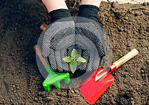 Woman in working gloves working in ground with gardening tools, plants a plant
