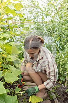 Woman working in green house on tomatoes