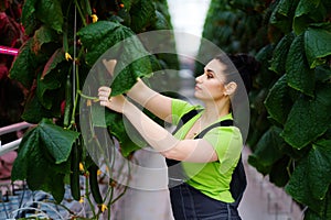 Woman working in a greenhouse