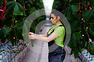 Woman working in a greenhouse