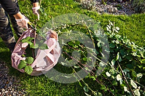 Woman working in a garden, cutting excess twigs of plants