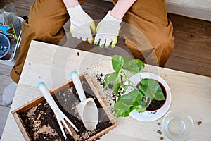Woman working in home garden, plant care hobby. Transplanting flowers into pots and replacing the soil in the living room, diy