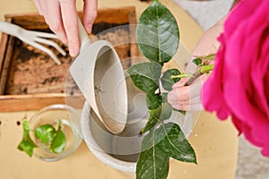 Woman working in home garden, soil for rose flower. Transplanting pla