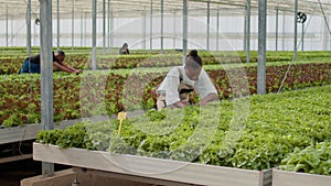 Woman working in hothouse doing inspection looking for unhealthy seedlings in greenhouse