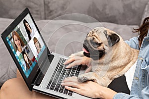 Woman working on laptop with dog Pug breed at home,woman VDO Call Conference to meeting business team