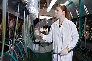 Woman working at milking line