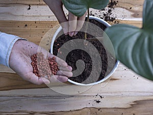 Woman working outside in a garden fertilize science in planting pot.