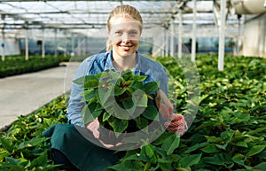 Woman working with poinsettia pulcherrima seedlings in pots in hothouse