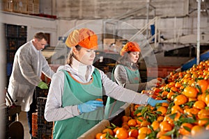 Woman working on producing sorting line at fruit warehouse