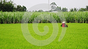 A woman working on rice field in Thap Muoi, Vietnam