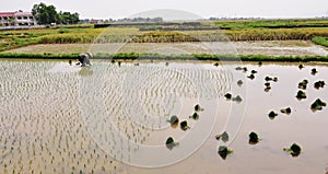 A woman working on rice field in Ninh Binh, Vietnam