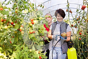 Woman working with spraying apparatus in hothouse at sunny day