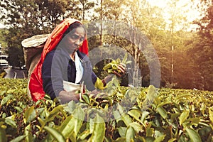 Woman working on Sri Lankan tea plantation