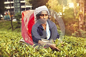 Woman working on Sri Lankan tea plantation
