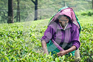 Woman working on Sri Lankan tea plantation