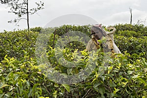 Woman working on a tea plantation in Sri Lanka