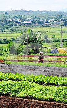 A woman working at the vegetable plantation in Saigon, southern Vietnam