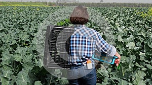 Woman works in an agricultural field where vegetables grow