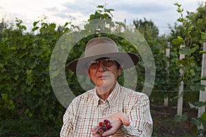 Woman works in the blackberry field