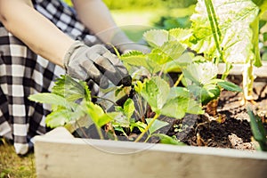 Woman works in garden