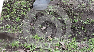 A woman works in the garden clean grass from the ground with a mop of hoe