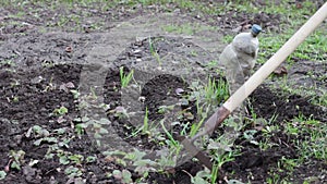 A woman works in the garden removing grass from the ground with a mop of hoe