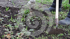 A woman works in the garden removing grass from the ground with a mop of hoe