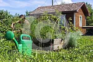 Woman works on growing vegetables in garden at summer cottage