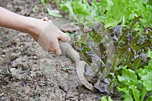 Woman works on kitchen garden