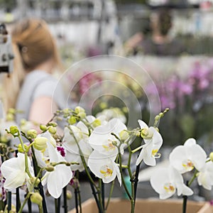 Woman works with orchids in greenhouse