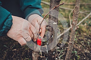 Woman wraps a graft tree with an insulating tape in the garden to detain the damp in it in close-up