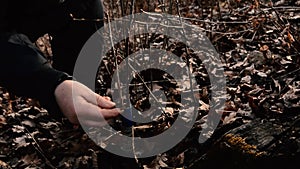 Woman wraps a graft tree with an insulating tape in the garden to detain the damp in it in close-up