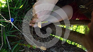 Woman wraps a graft tree with an insulating tape in the garden to detain the damp in it in close-up