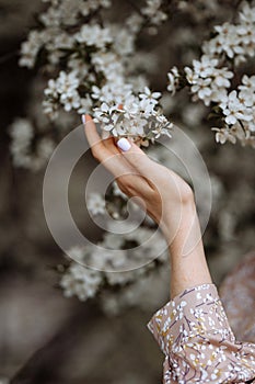 A woman& x27;s hand touches a flowering branch of an apple tree