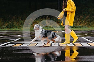 Woman in Yellow Raincoat and Yellow Rubber Boots Walking with her Dog. Australian Shepherd