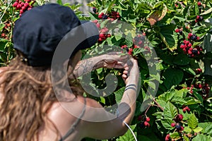 Woman in you pick blackberries farm