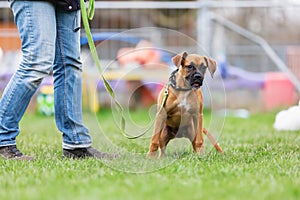 Woman with a young boxer dog at the puppy school