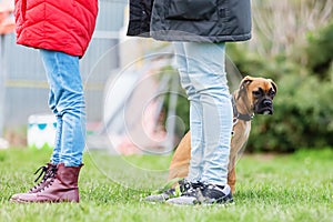 Woman with a young boxer dog at the puppy school