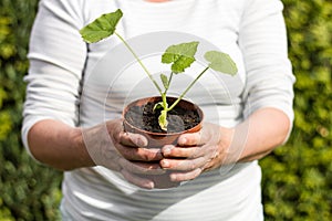 Woman with a young cucumber plant