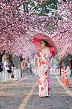 Woman in yukata kimono dress holding umbrella and looking sakura flower or cherry blossom blooming in garden