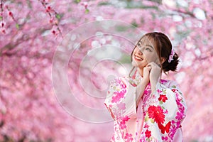 Woman in yukata kimono dress looking sakura flower or cherry blossom blooming in garden