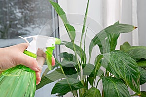 Womand hand holding spray bottle and misting houseplant Spathiphyllum commonly known as spath or peace lilies.