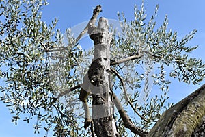 The womanly shaped olive tree in Tuscany Italy