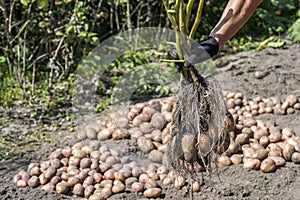 A womans hand in a black work glove holds a freshly dug potato Bush against a pile of harvested potatoes