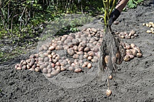 A womans hand in a black work glove holds a freshly dug potato Bush against a pile of harvested potatoes