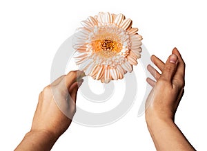Womans Hand holding daisy flower, isolated on white background