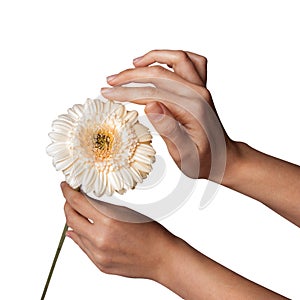 Womans Hand holding daisy flower, isolated on white background