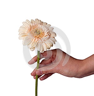 Womans Hand holding daisy flower, isolated on white background