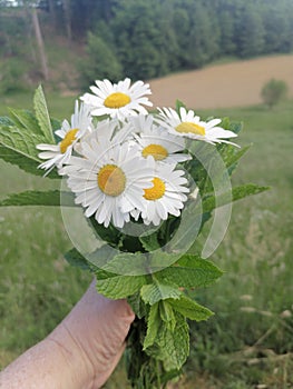Womans hand holds beautiful white daisy flowers blossoms bouquet