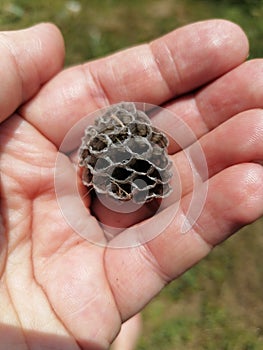 Womans hand holds little empty wasp nest, close up